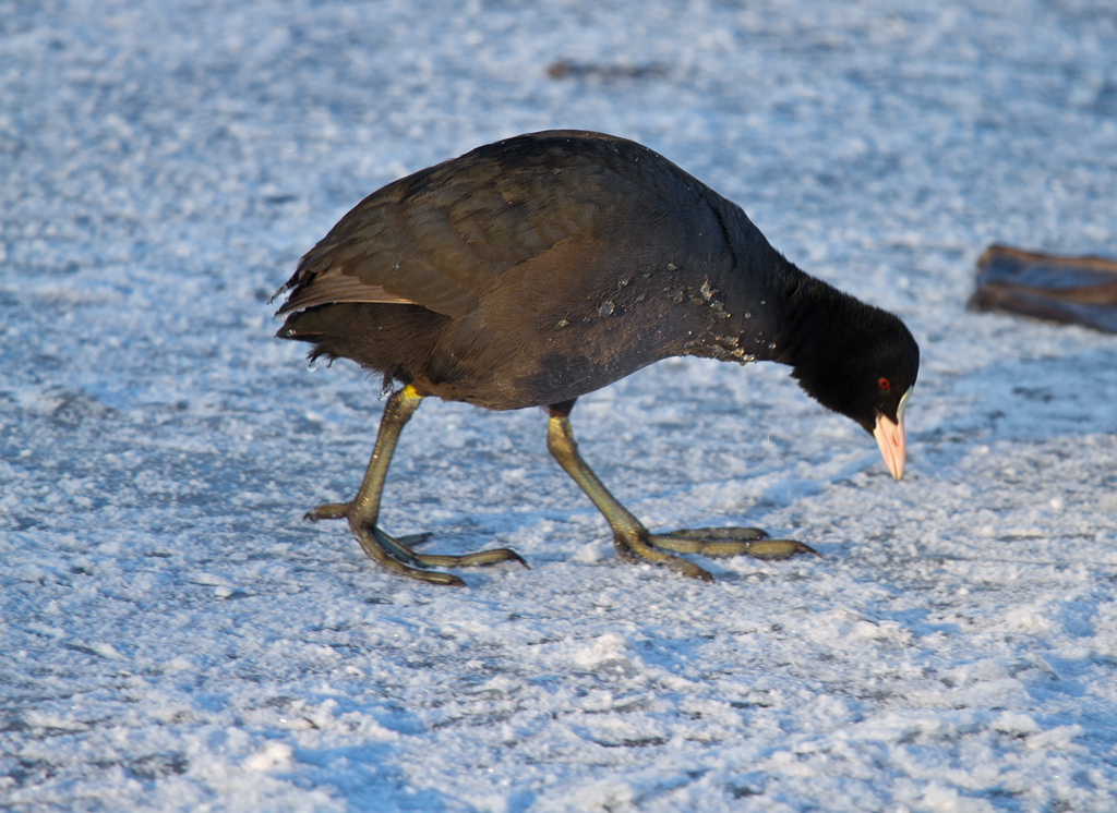 Blsshuhn sucht Futter auf dem zugefrorenen Stettiner Haff. - 11.02.2012