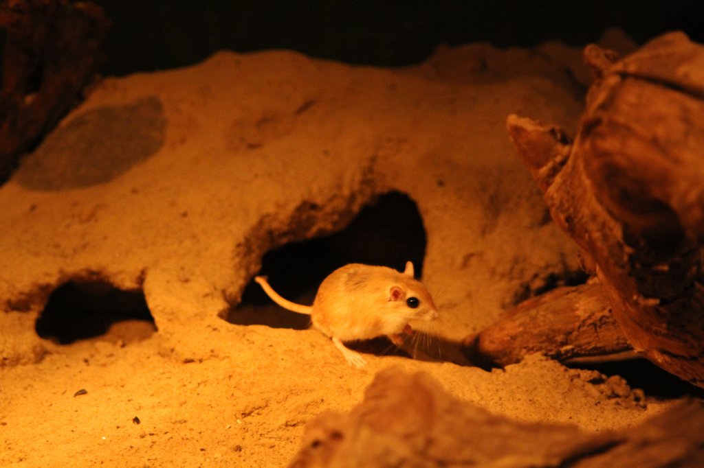 Blasse Wstenrennmaus (Gerbillus perpallidus) am 11.3.2010 im Zoo Berlin. Diese Rennmaus lebt im Nordwesten von gypten.
	