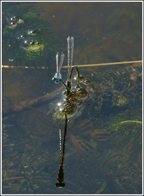 Blaue Federlibellen (Platycnemis pennipes) bei der Eiablage. 09.08.2012 (Jeanny)