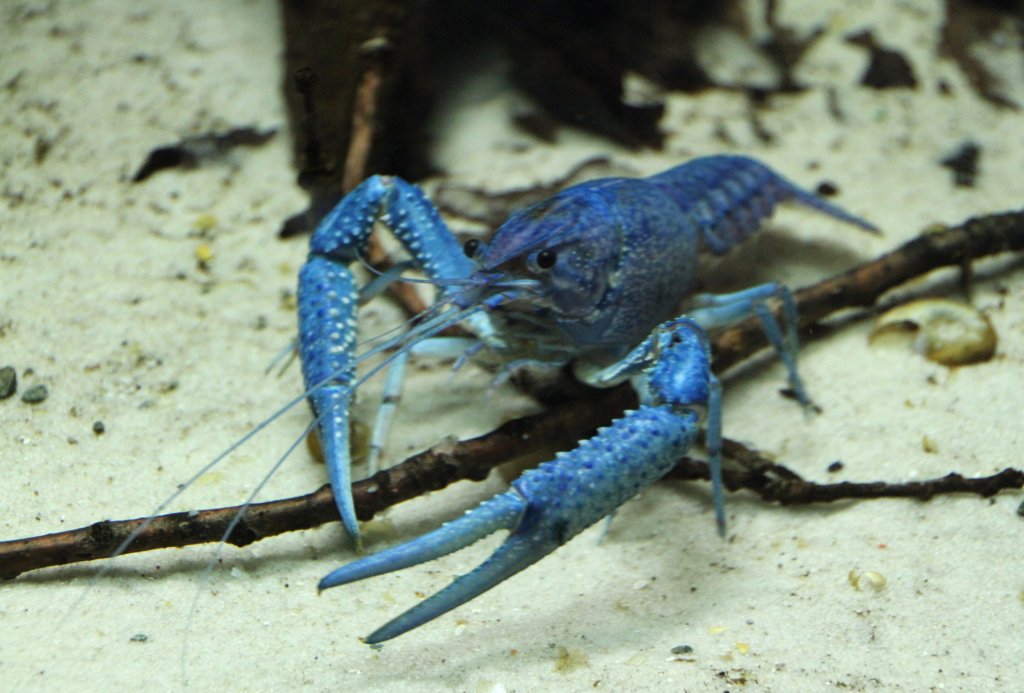 Blaue Floridakrebs (Procambarus alleni) am 12.3.2010 im Zooaquarium Berlin.