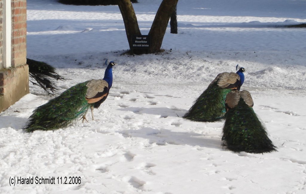 Blaue Pfaue im Wrlitzer Park am 11.2.2006