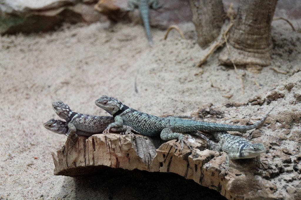 Blaue Stachelleguane (Sceloporus cyanogenys) am 12.3.2010 im Zooaquarium Berlin.