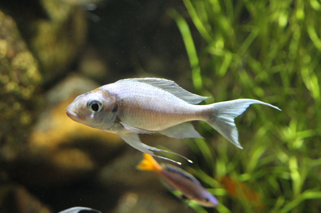 Blauer Fadenmaulbrter (Ophthalmotilapia ventralis) am 19.3.2010 im Zooaquarium Basel.