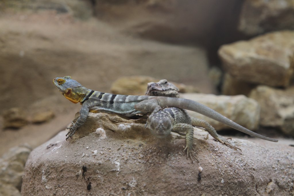 Blauer Felsenleguan (Petrosaurus thalassinus) im Sandwich zwischen zwei Blauen Stachelleguanen (Sceloporus cyanogenys) am 26.6.2010 im Leipziger Zoo.
