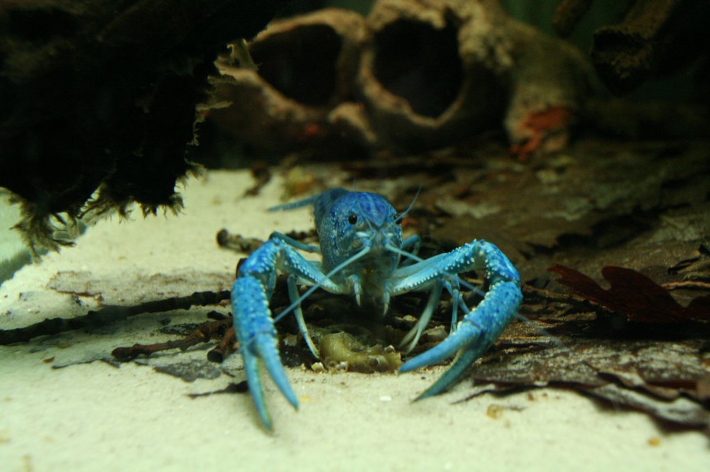 Blauer Floridakrebs (Procambarus alleni) am 12.12.2009 im Zoo-Aquarium Berlin.