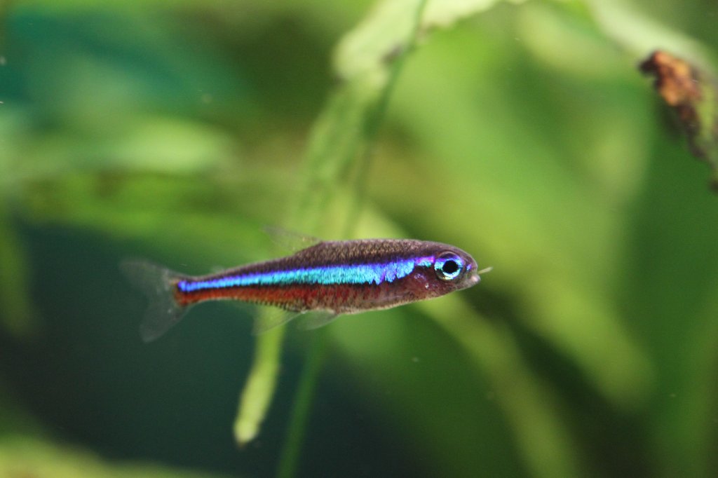 Blauer Neon (Paracheirodon simulans).
