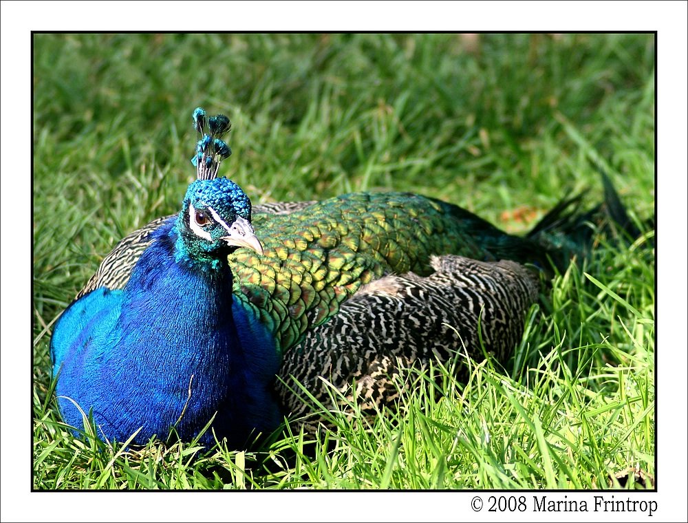 Blauer Pfau (Pavo cristatus) - Fotografiert im Kaisergarten Oberhausen