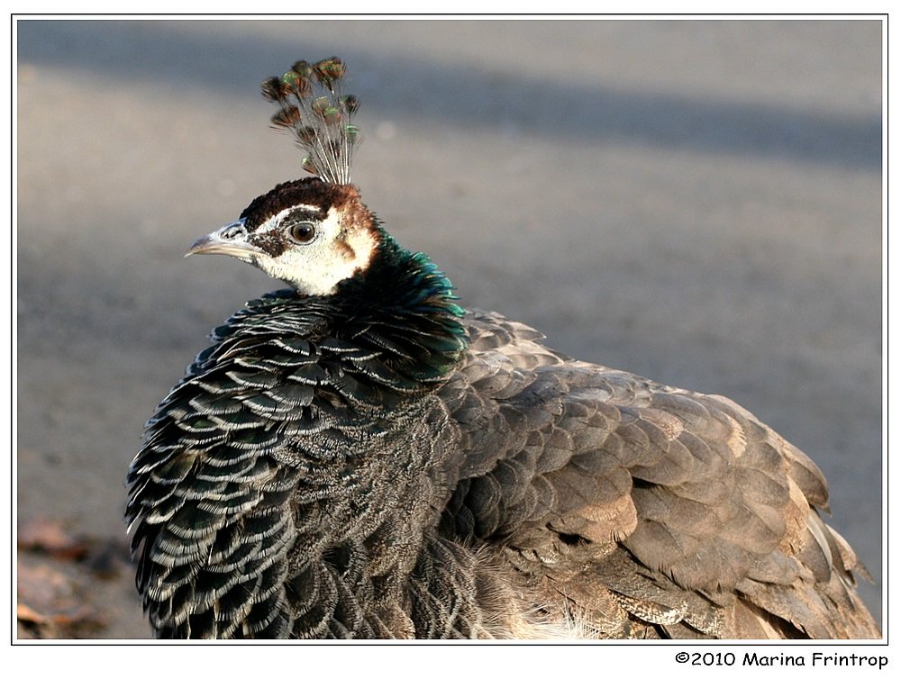 Blauer Pfau (Pavo cristatus) - Pfauenhenne. Fotografiert im Kaisergarten Oberhausen.