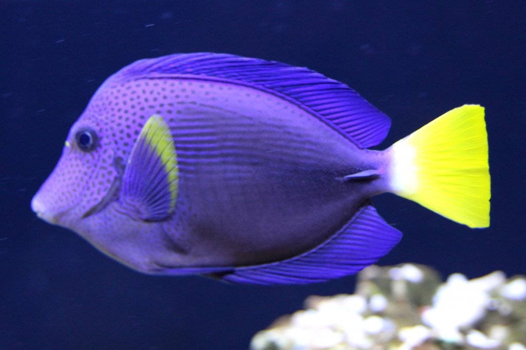 Blauer Segelflossendoktor oder auch Gelbschwanz-Segeldoktorfisch (Zebrasoma xanthurum) am 23.4.2010 im Meeresaquarium Zella-Mehlis.