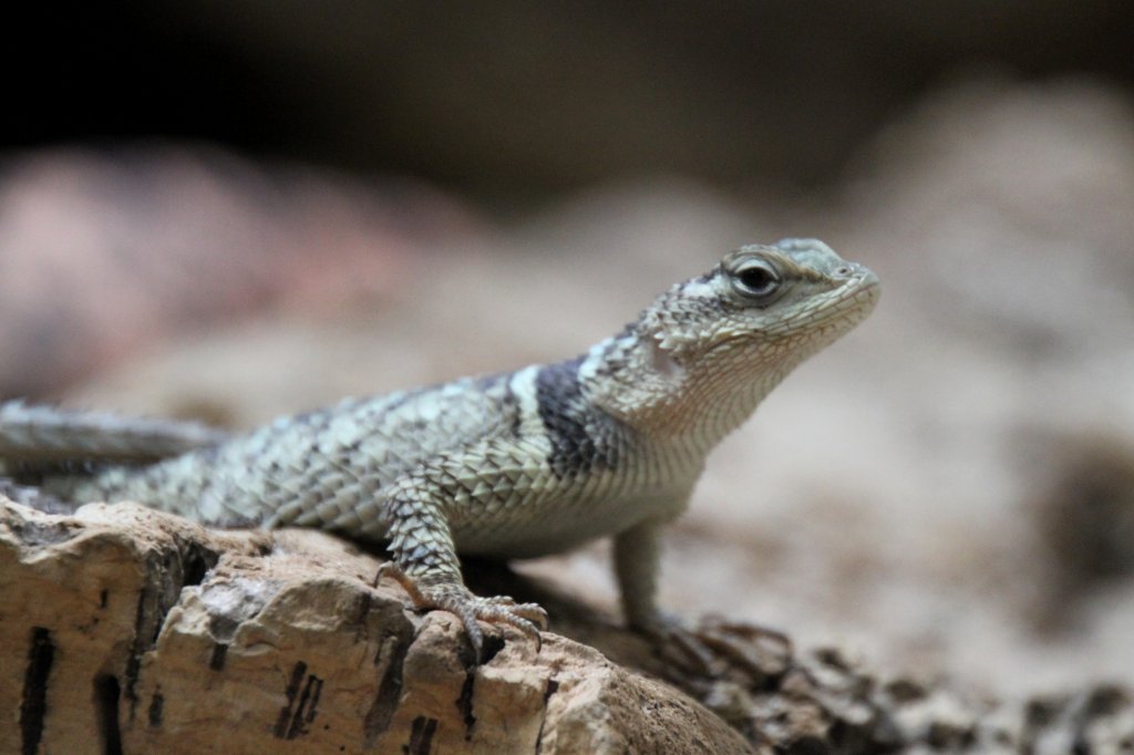 Blauer Stachelleguan (Sceloporus cyanogenys) am 12.3.2010 im Zooaquarium Berlin.
