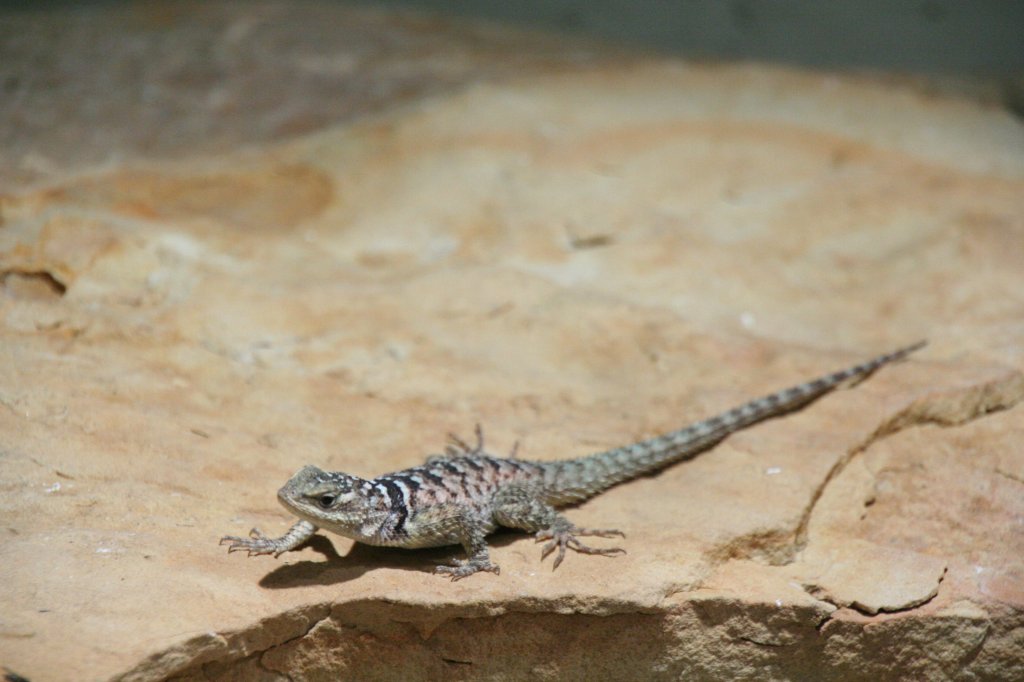 Blauer Stachelleguan (Sceloporus serrifer cyanogenys) am 12.12.2009 im Zoo-Aquarium Berlin.