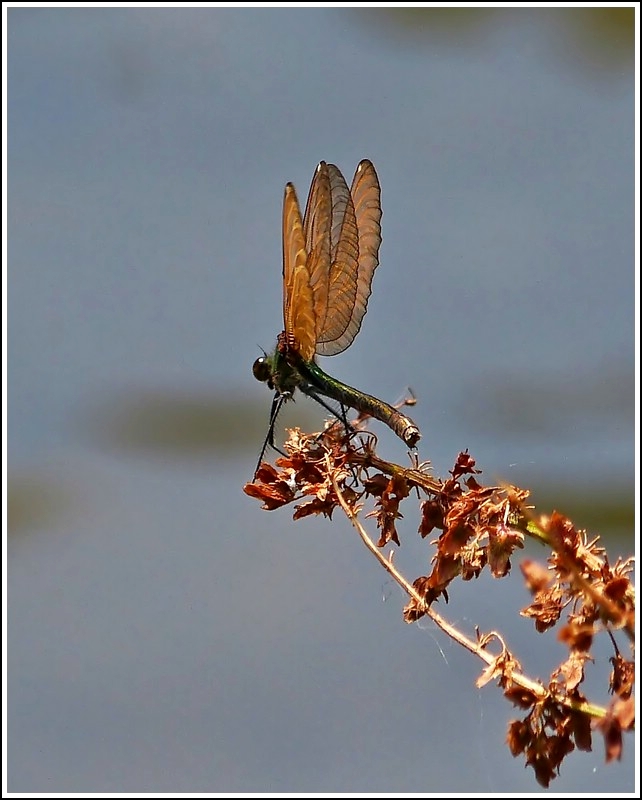 Blauflgel-Prachtlibelle (Calopteryx virgo), Weibchen mit aufgestellten Flgeln, aufgenommen am 26.07.2012. (Jeanny)