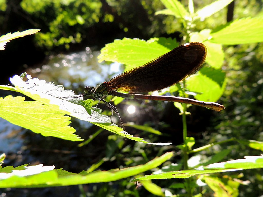 Blauflgel-Prachtlibelle (Calopteryx virgo)Weibchen geniet die Sonnenstrahlen; 120714