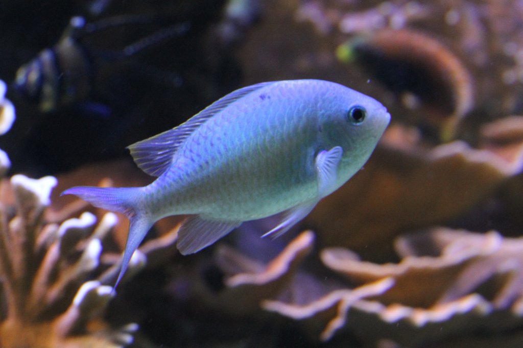 Blaugrnes Schwalbenschwnzchen (Chromis caerulea) am 9.2.2010 im Vivarium Karlsruhe.