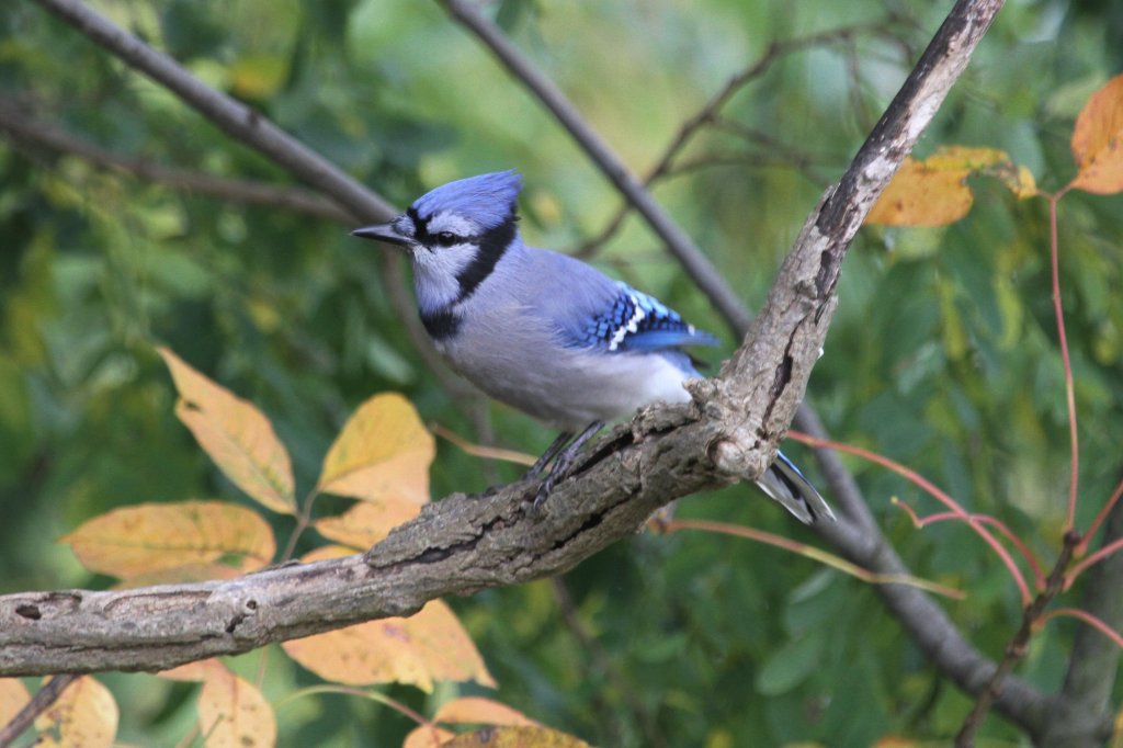 Blauhher (Cyanocitta cristata) am 2.10.2010 in Hamilton,Ontario.