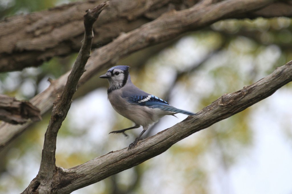 Blauhher (Cyanocitta cristata) am 2.10.2010 in Hamilton,Ontario.