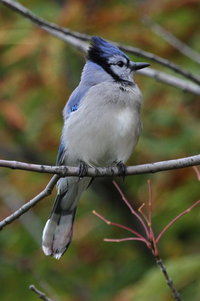 Blauhher (Cyanocitta cristata) am 2.10.2010 in Hamilton,Ontario.