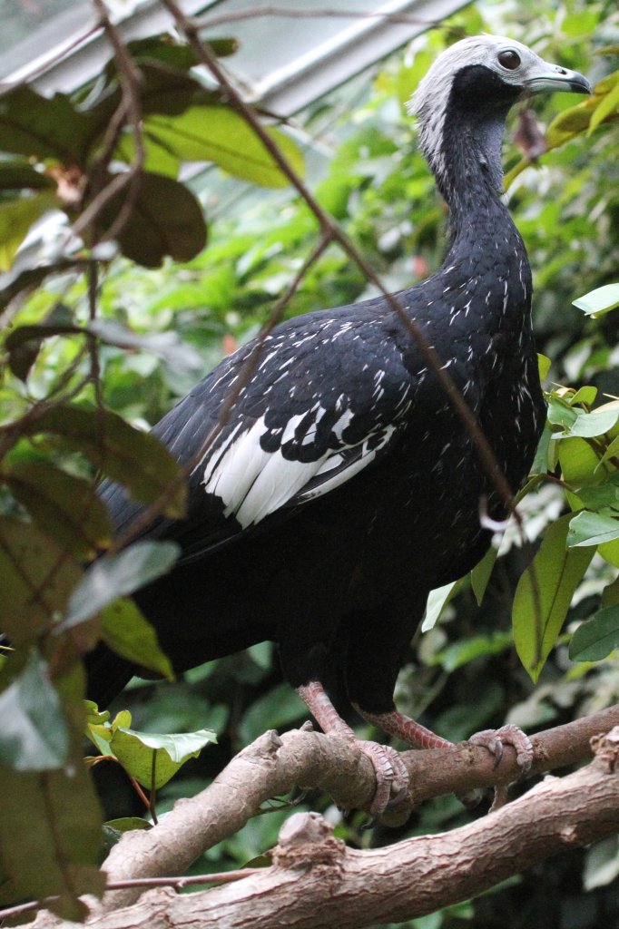 Blaukehlguan (Pipile cumanensis) am 25.9.2010 im Toronto Zoo.