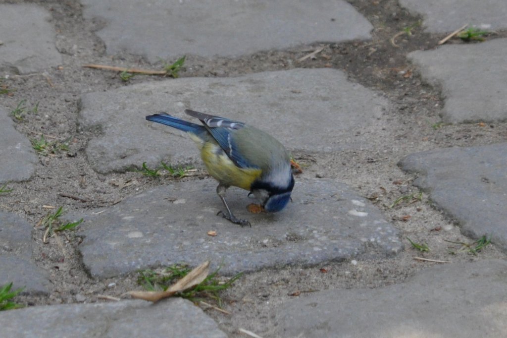 Blaumeise im Ortsteil Bentlage (RHEINE, Kreis Steinfurt/Deutschland, 11.04.2011)