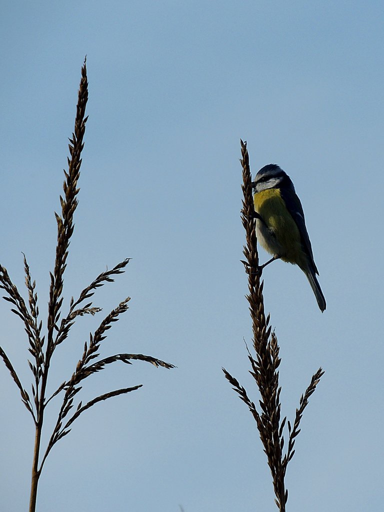 Blaumeise(Cyanistes caeruleus, Syn. Parus caeruleus)ist auf Futtersuche, und schwirrt von einer zur anderen Fahne an den hohen Maispflanzen; 121014 