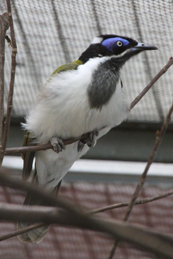 Blauohr-Honigfresser (Entomyzon cyanotis) am 18.4.2010 im Tierpark Berlin.