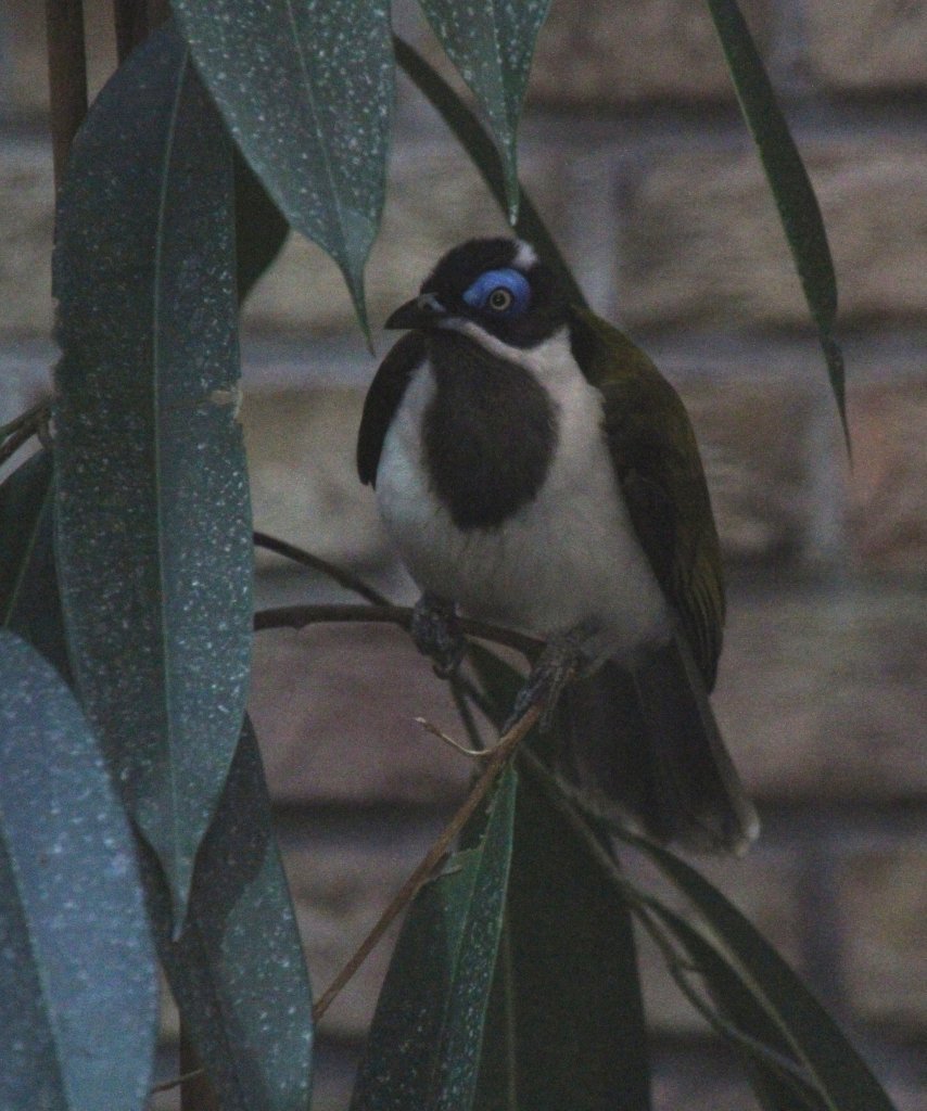 Blauohr-Honigfresser (Entomyzon cyanotis) am 25.2.2010 im Zoo Berlin.