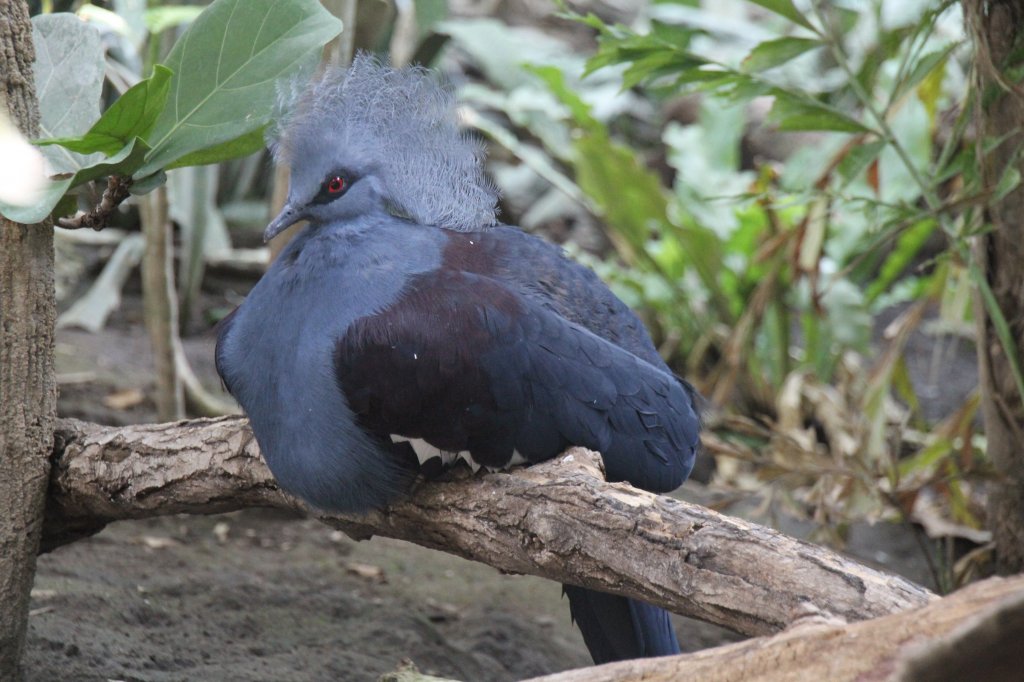 Blauschopf-Krontaube (Goura cristata) am 18.4.2010 im Tierpark Berlin.
 
