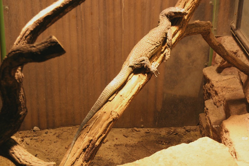 Blauschwanzwaran oder Neuguinea-Waran (Varanus doreanus) am 13.12.2009 im Tierpark Berlin.
	