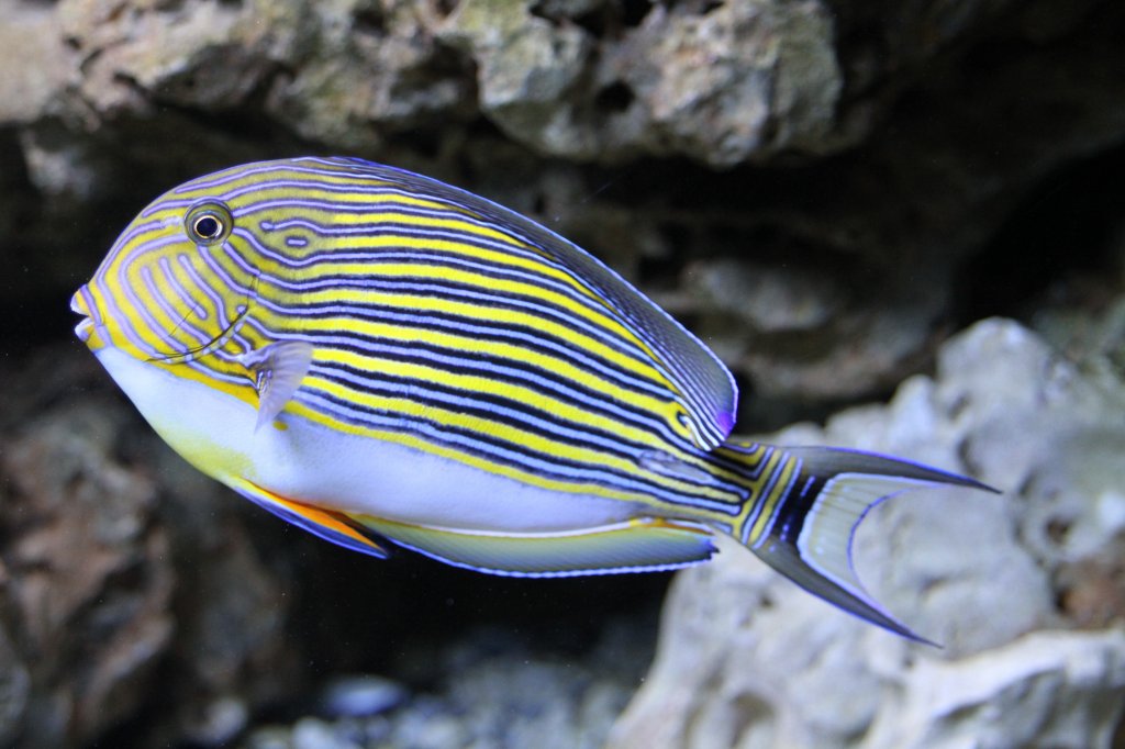 Blaustreifen-Doktorfisch (Acanthurus lineatus) am 23.4.2010 im Meeresaquarium Zella-Mehlis.