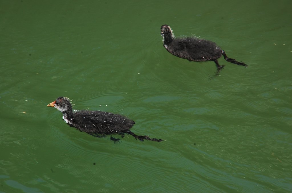 Blesshuhnkcken (Fulica Atra) im Unterwasser des Schiffshebewerks Henrichenburg in Waltrop. 2.6.2011