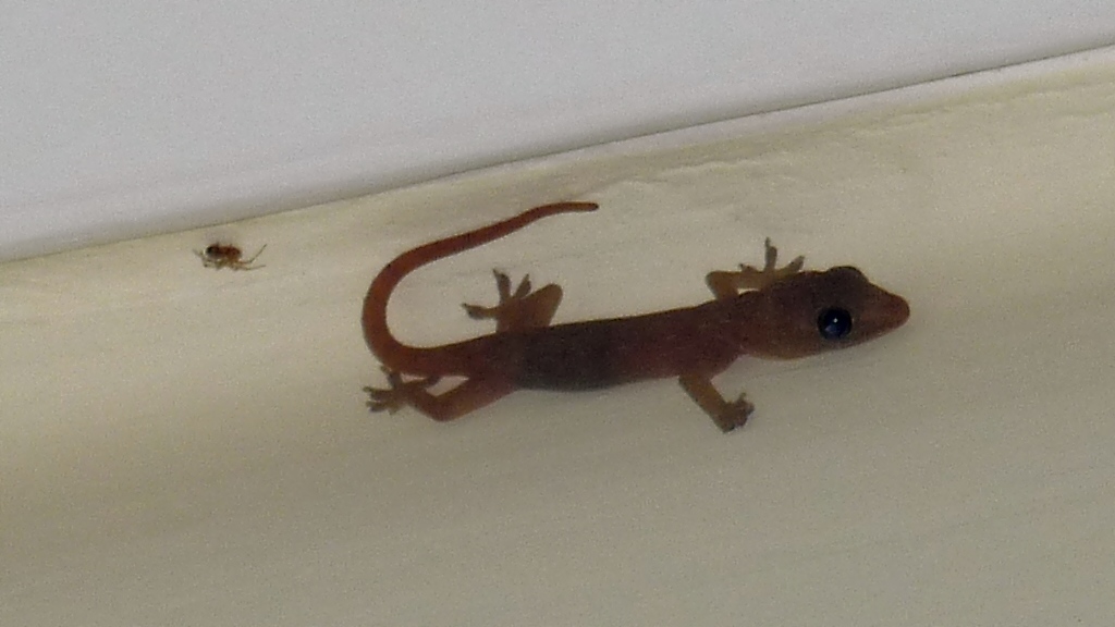  Blinder  Gecko an der Decke im Hotelzimmer (luft an der Spinne vorbei), Yangpu/Hainan, 31.7.10