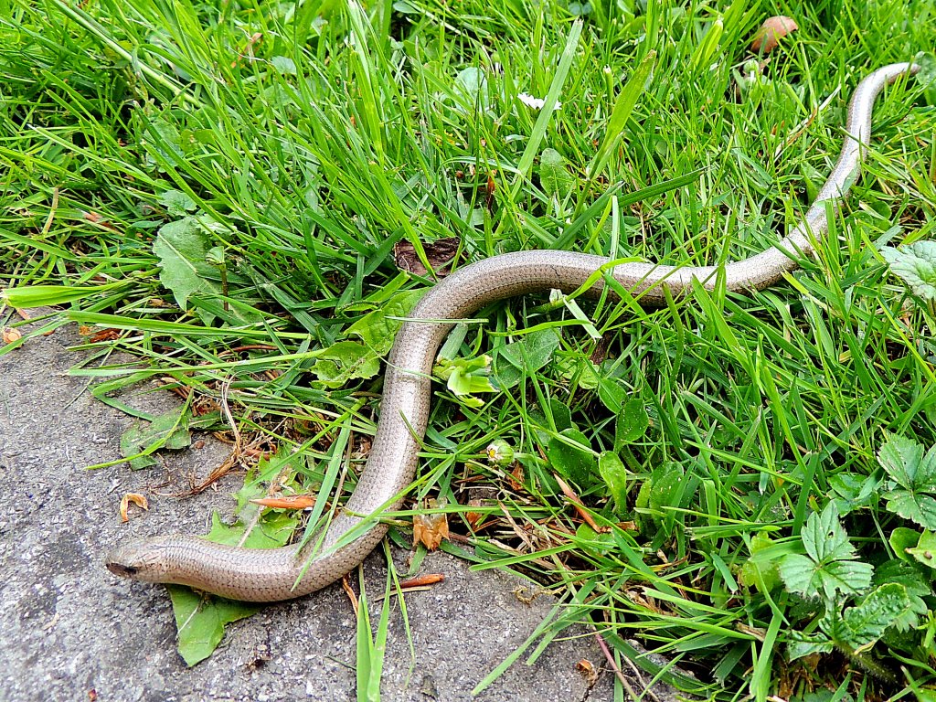 Blindschleiche (Anguis fragilis) schlngelt sich durch die frhlingshafte Botanik; 120506