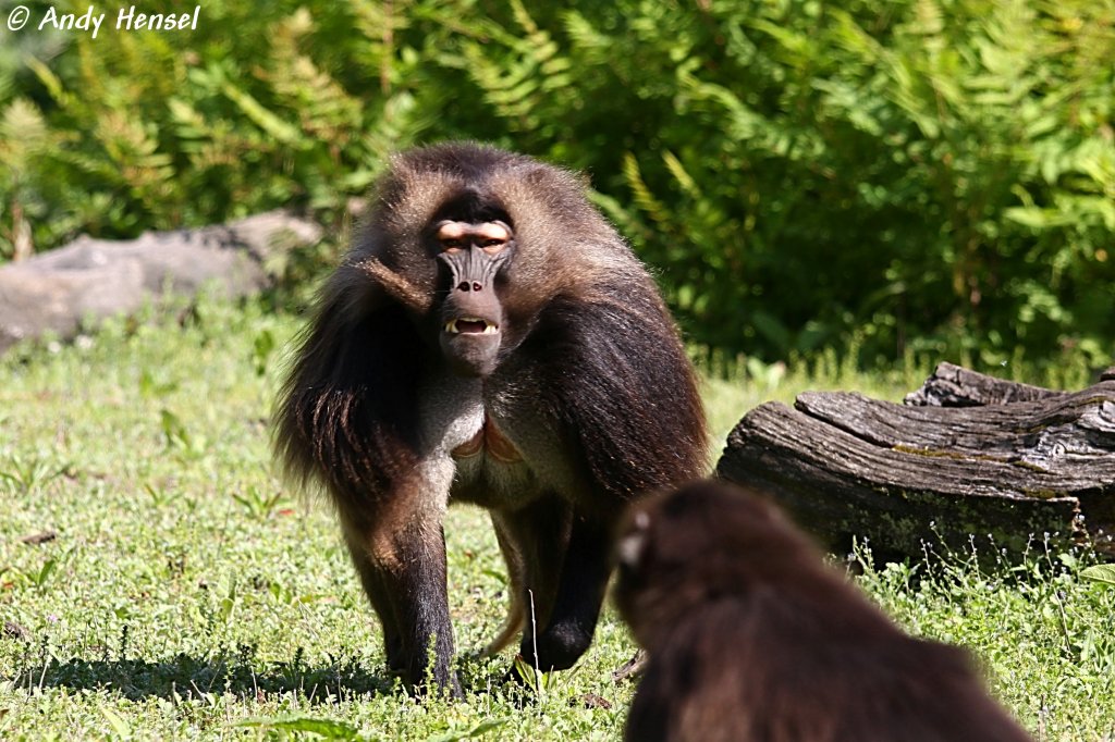 Blutbrustpavian-Mnnchen (Dschelada). Weltweit werden von diesen seltenen Primaten  nur insgesamt 154 Tiere in zoologischen Einrichtungen gehalten (Stand 01.2006).