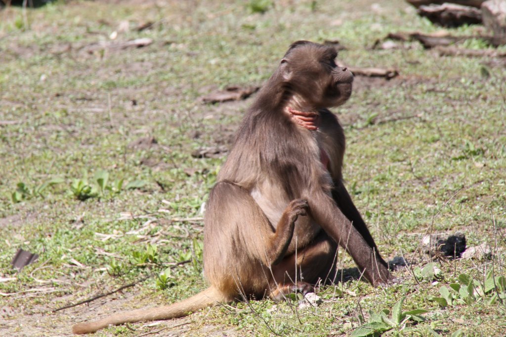 Blutbrustpavian (Theropithecus gelada) im Tierpark Berlin.
 
