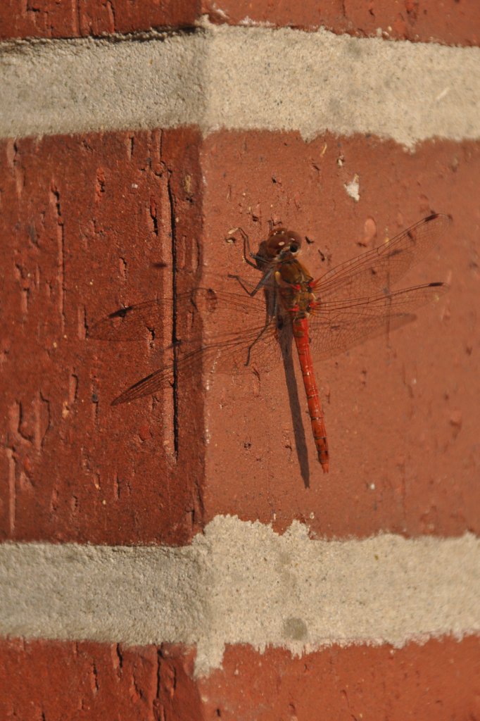 Blutrote Heidelibelle an der Hauswand (RHEINE, Kreis Steinfurt/Deutschland, 17.08.2012)