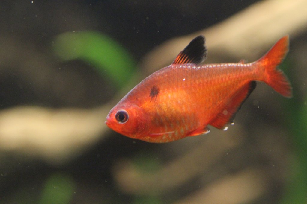 Blutsalmler (Hyphessobrycon eques) am 9.2.2010 im Vivarium Karlsruhe.