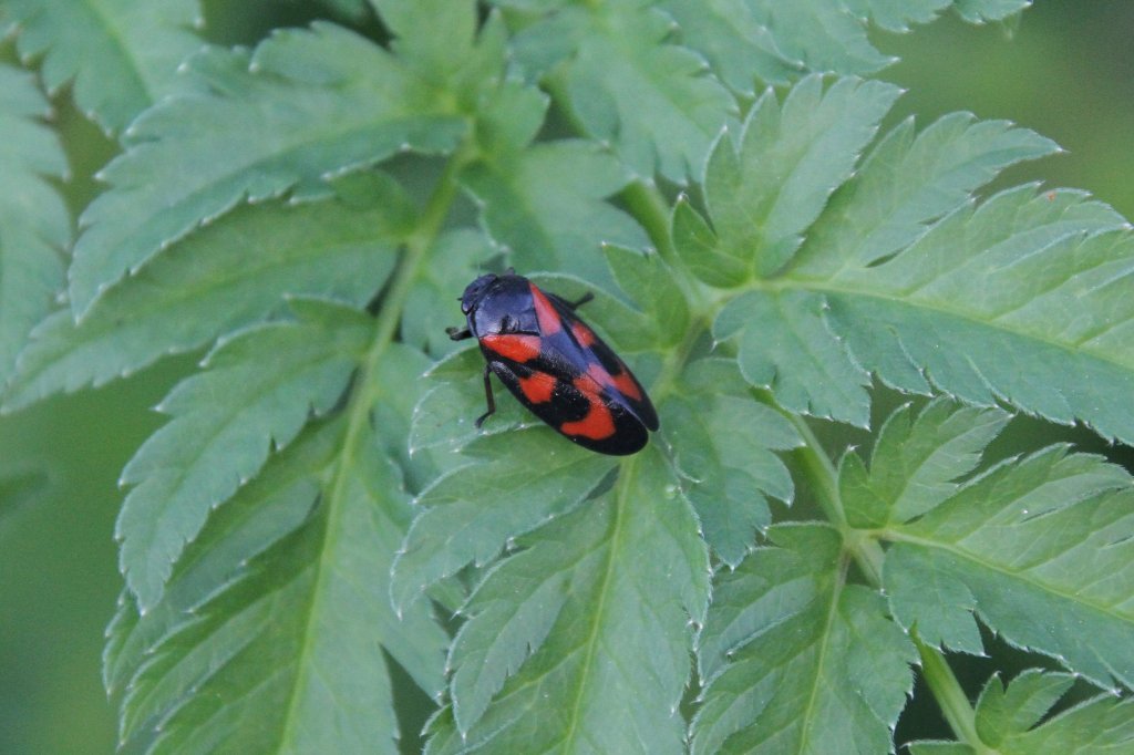 Blutzikade (Cercopis vulnerata) am 21.5.2010 bei Groheringen.