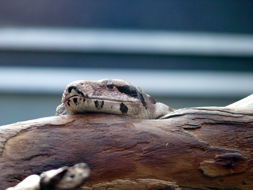 Boa Brother is watching you, Wilhelma 06.05.2008