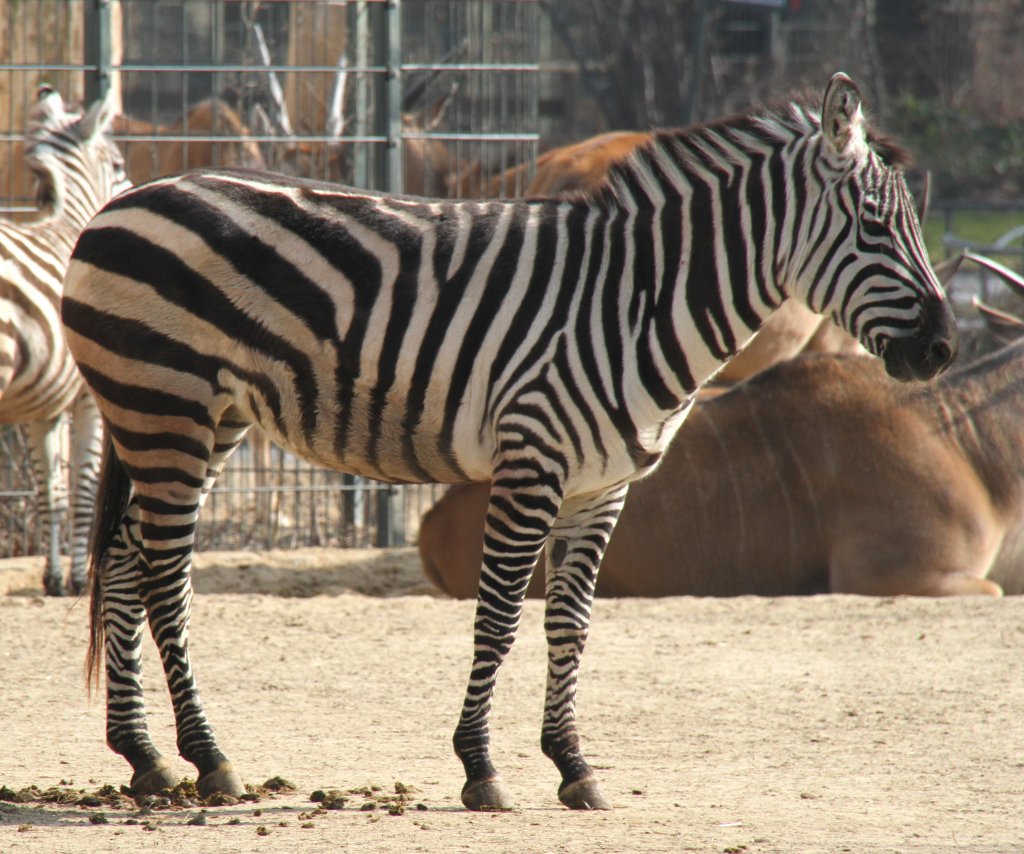 Bhm-Steppenzebra (Equus quagga boehmi) am 11.3.2010 im Zoo Berlin.