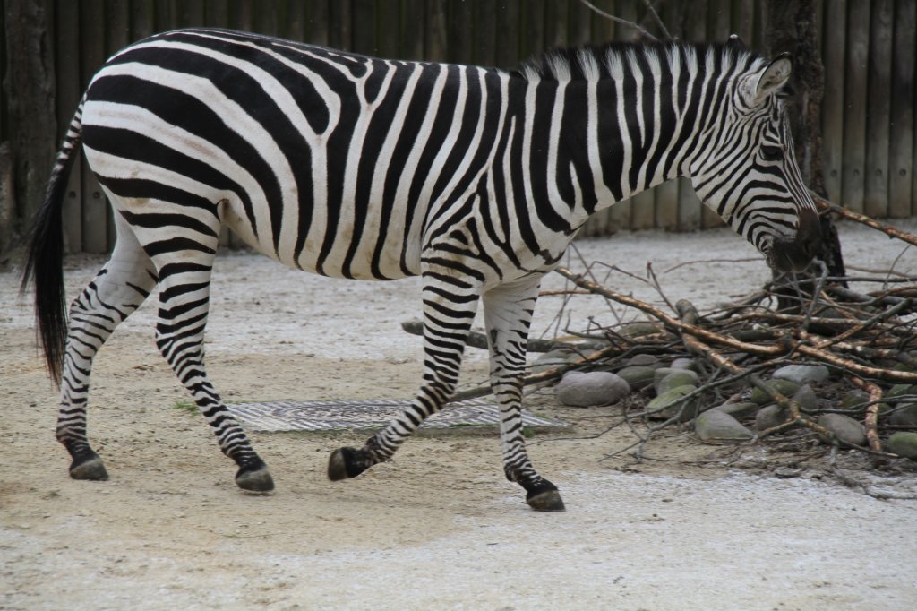 Bhm-Steppenzebra oder auch Grant-Zebra (Equus quagga boehmi) am 9.2.2010 im Zoo Karlsruhe.