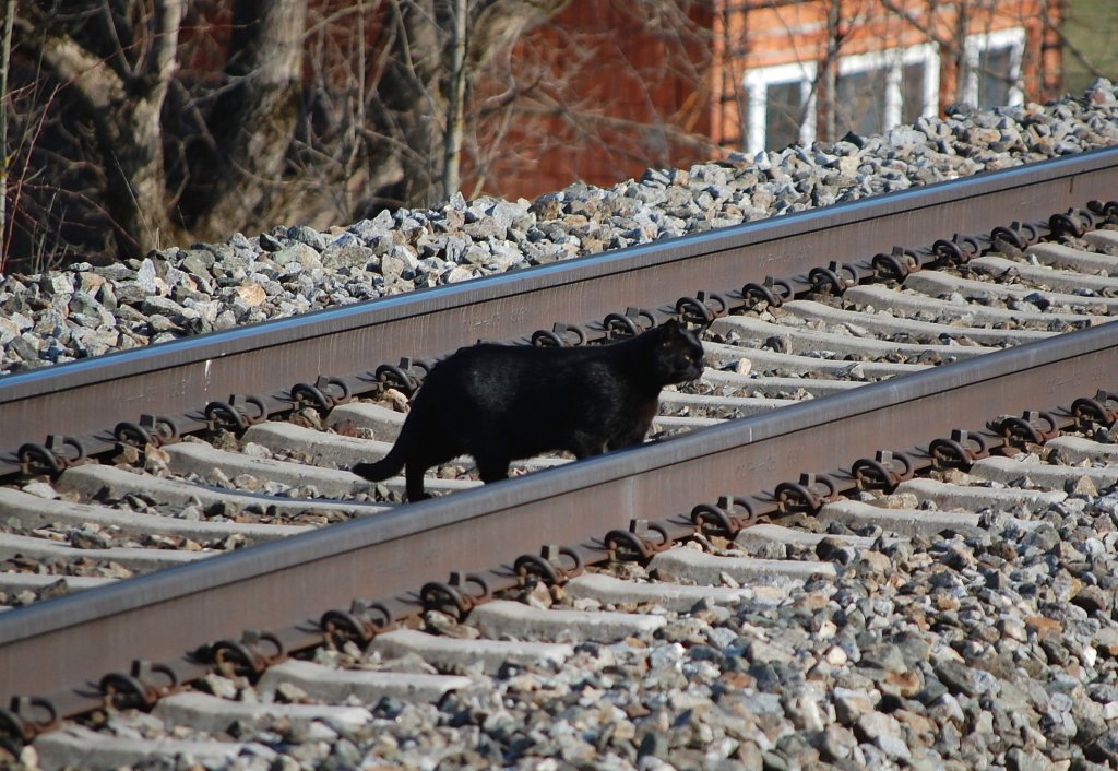 Bse Katze!
berquert unerlaubt die Gleise der Phyrnbahn.(18.03.2010)