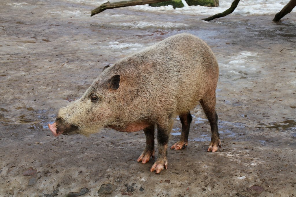 Borneo-Bartschwein (Sus barbatus barbatus) am 25.2.2010 im Zoologischer Garten Berlin.