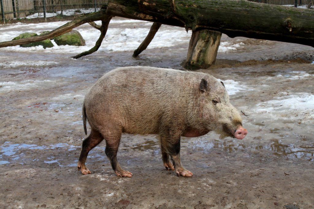 Borneo-Bartschwein (Sus barbatus barbatus) am 25.2.2010 im Zoologischer Garten Berlin.