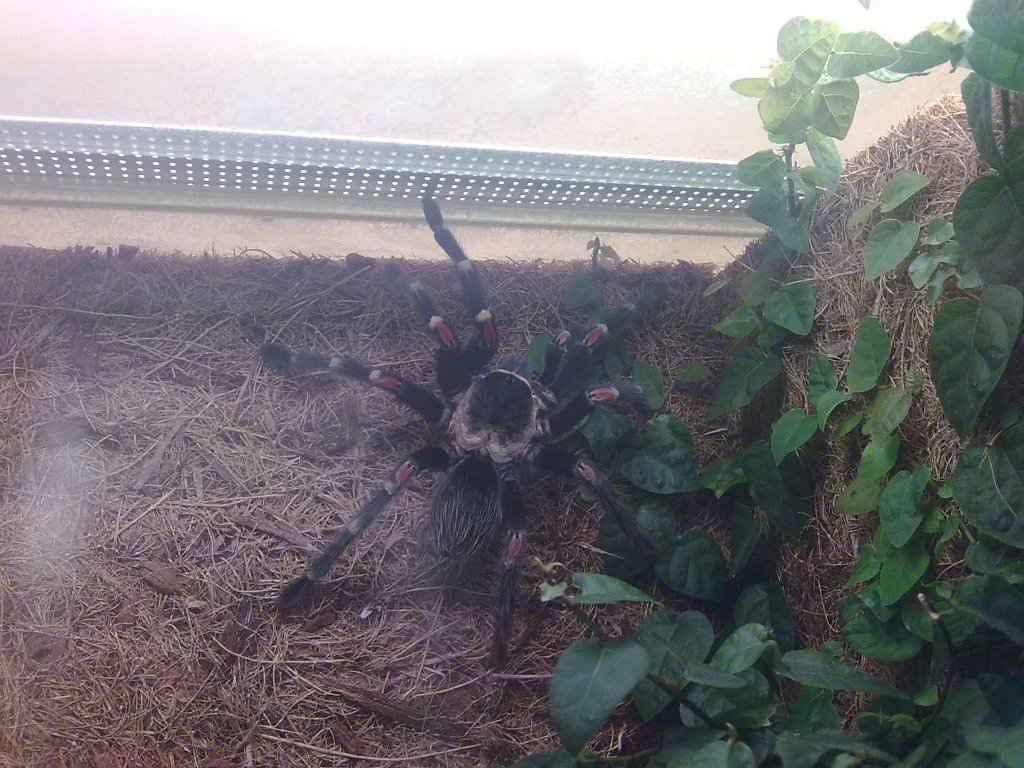 Brachypelma auratum Tierfotos.eu