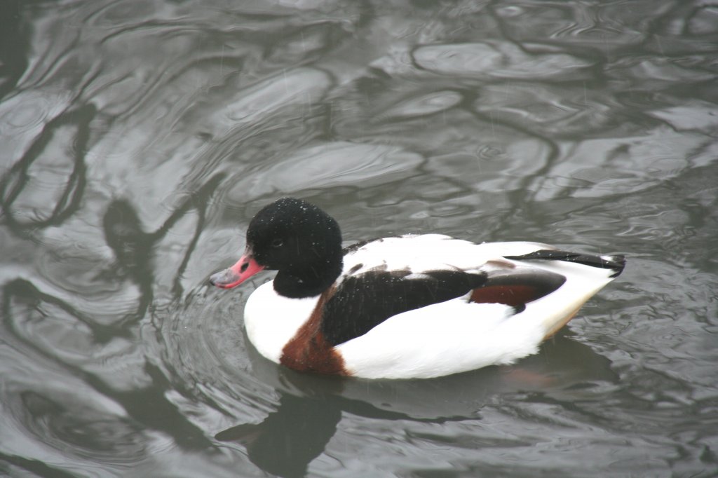 Brandgans (Tadorna tadorna) am 9.1.2010 im Tierpark Berlin.
	