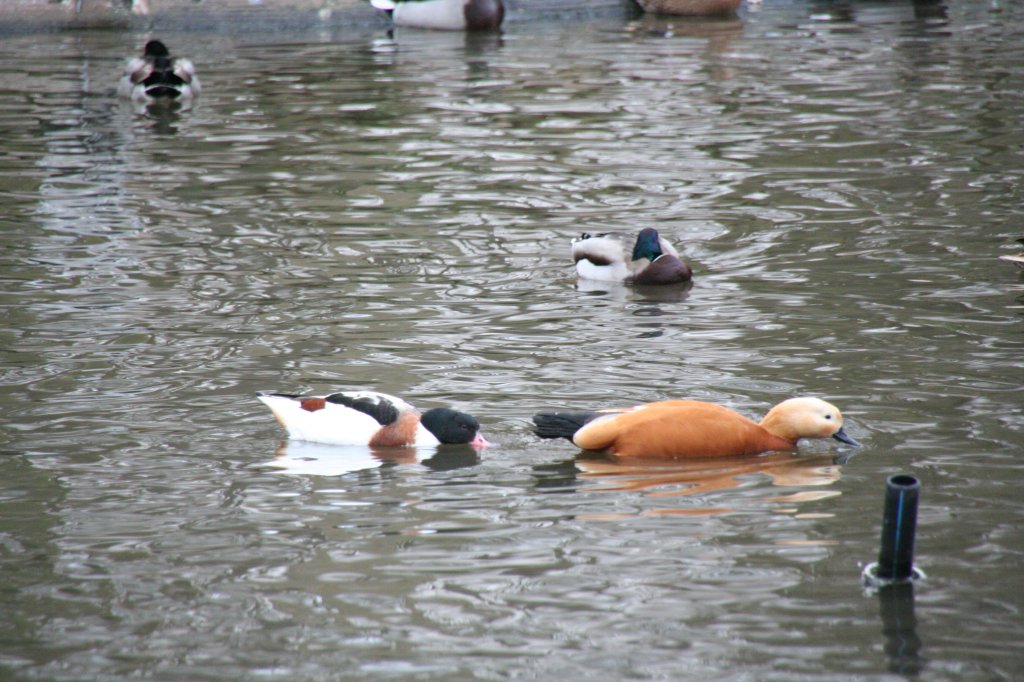 Brandgans (Tadorna tadorna) verfolgt eine Rostgans (Tadorna ferruginea) am 13.12.2009 im Tierpark Berlin.