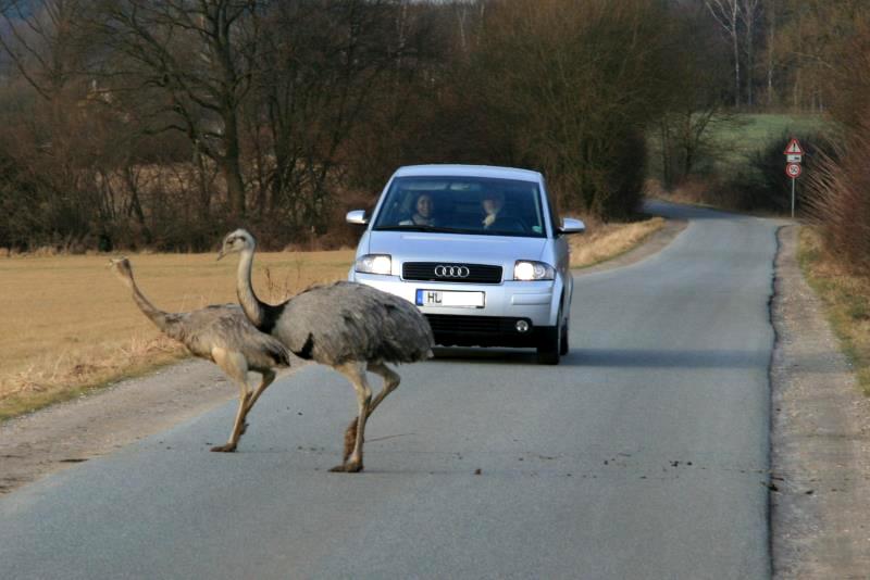 Braucht Deutschland ein neues Verkehrsschild? Auf dieser schmalen Strae zwischen Utecht und Schattin kennt ja jeder die Nandus. Hier herscht ein reger Nandu-Tourismus und ein Zustand wie im Safaripark. Aber auf den Land- und Bundesstraen rund um Schnberg, Ratzeburg und Mustin sieht die Welt anders aus. Viele Touristen werden sich wohl erstaunt fragen, was da pltzlich fr ein Tier auf der Strae steht. Da viele Versicherungen Unfallschden mit  Federwild  nicht erstatten, sollte hier besser vor den Exoten auf der Piste gewarnt werden.