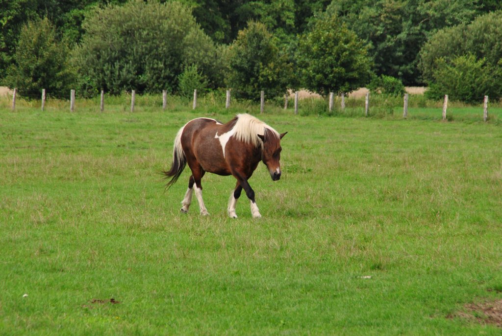 Braun - weies Pferdchen auf der Weide, auf der Weide am 16.08.2010.