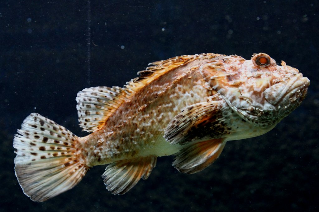 Brauner Drachenkopf Scorpaena Porcus Am 19 3 2010 Im Zooaquarium Brauner Drachenkopf Scorpaena Porcus Am 19 3 2010 Im Zooaquarium