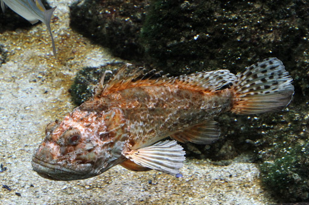 Brauner Drachenkopf (Scorpaena porcus) am 19.3.2010 im Zooaquarium Basel.